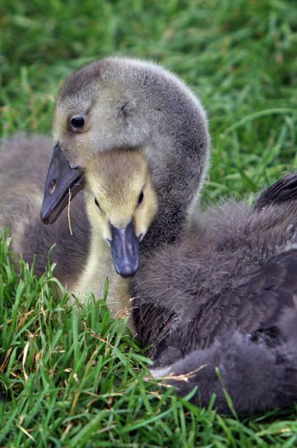 336_intertwined_goslings.jpg