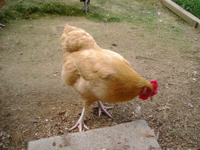 33744_dsc04517.jpg