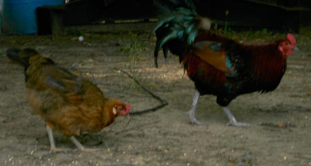 33756_chick3.jpg