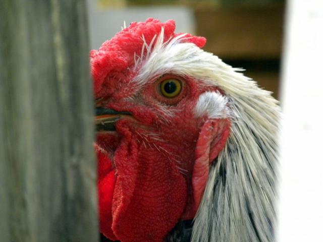 33770_rorys_chickens_082309_085.jpg