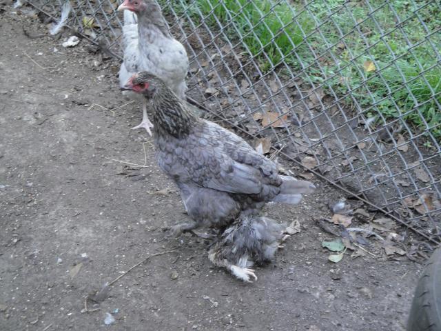 33772_chickens_007.jpg