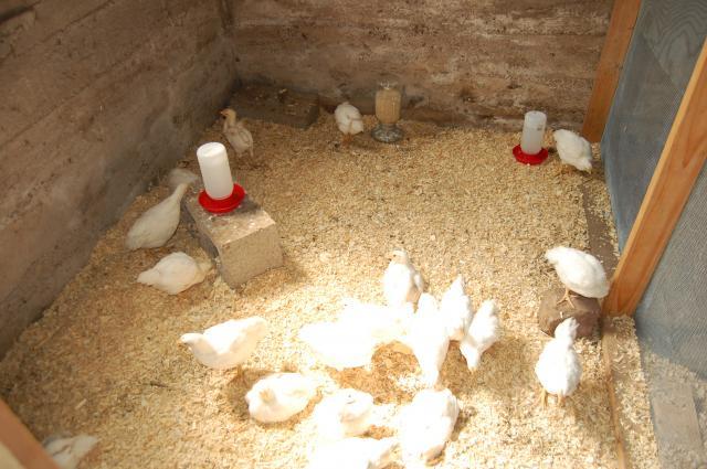 33773_chickens_2009_014.jpg