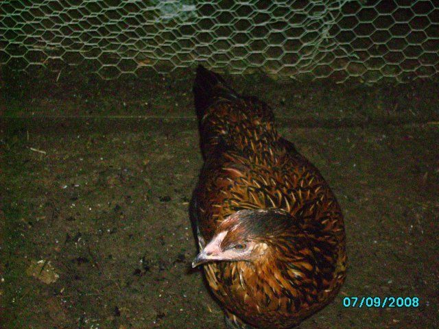 3377_imgp0542.jpg