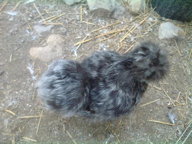33815_2011-06-25_191522.jpg