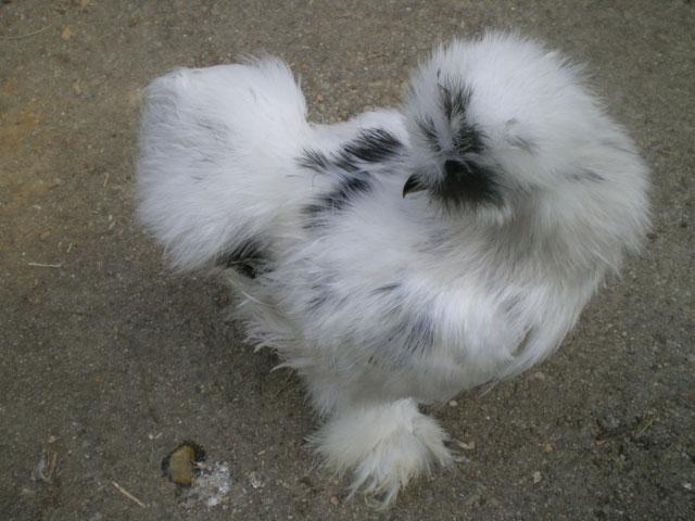 33815_paintp1010133.jpg