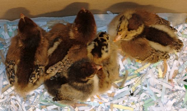 33830_5_chick_backs.jpg