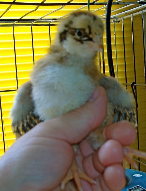 33830_mystery_chicklet.jpg