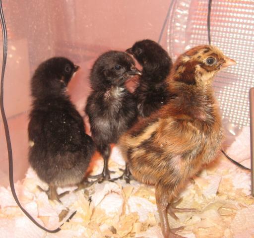 33857_maran_chicks.jpg