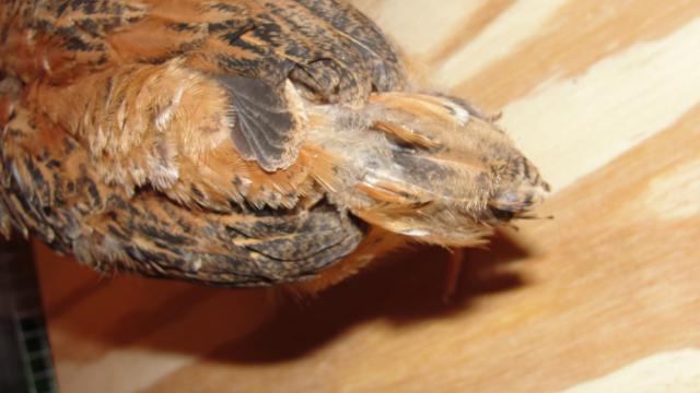 33896_dsc00842.jpg