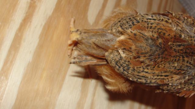 33896_dsc00845.jpg