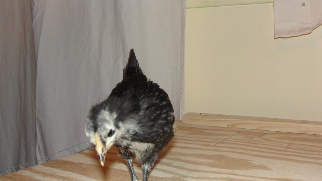 33896_dsc00850.jpg