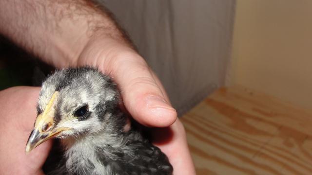 33896_dsc00852.jpg