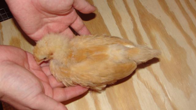 33896_dsc00862.jpg