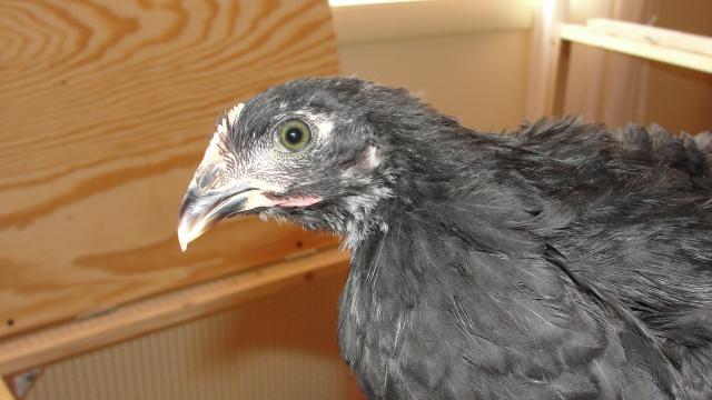 33896_dsc01145.jpg