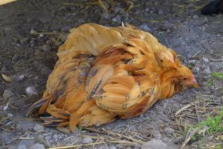 33929_dust_bathing.jpg