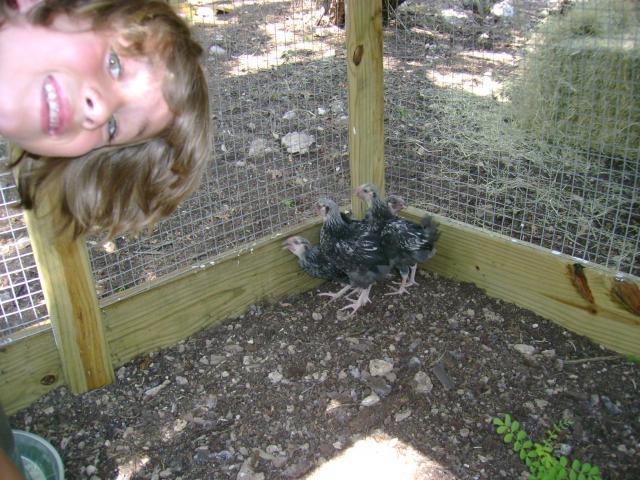 33943_06_26_chickens06.jpg