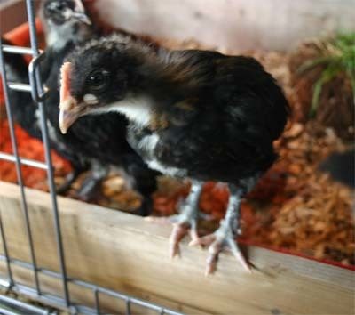 3395_chick_1.jpg