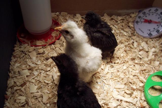 33995_3chicks.jpg