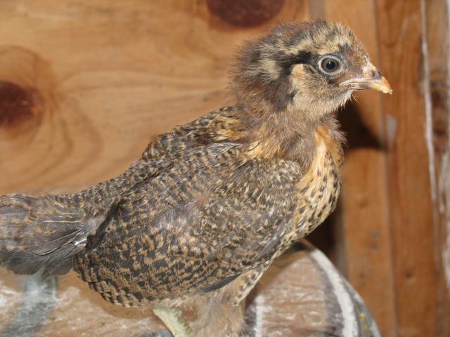33999_brown_pattern_chick.jpg