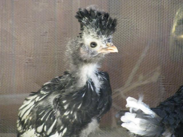 33999_new_chicks_004.jpg