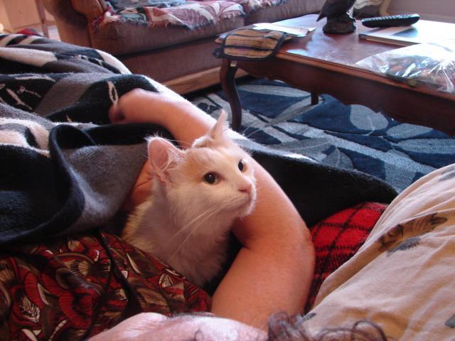 34015_new_kitty_009.jpg