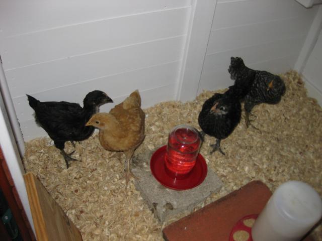 34018_img_2711.jpg