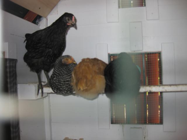 34018_img_3020.jpg