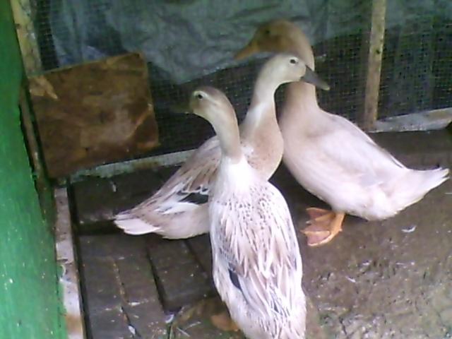 34076_3_duckys.jpg