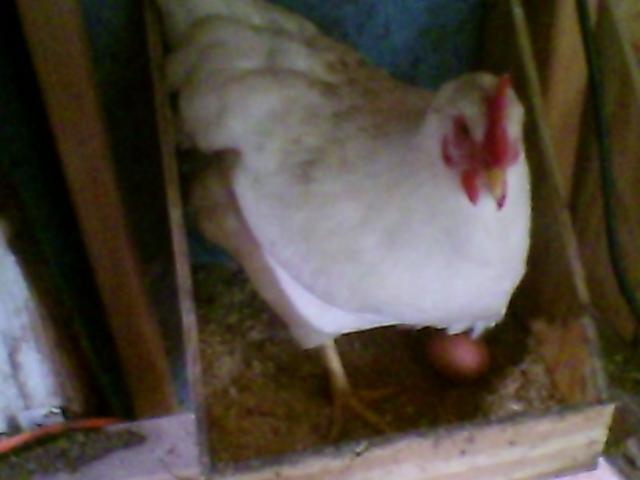 34076_finish_laying_ur_egg.jpg