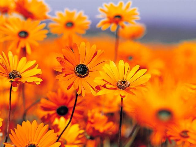 34076_garden.jpg