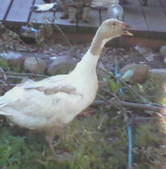 34098_0720110817_0001.jpg