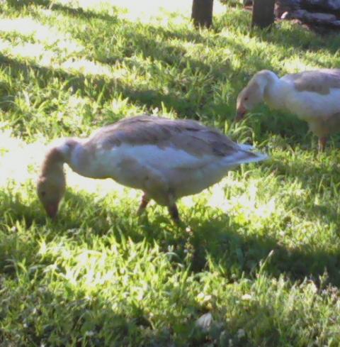34098_0720110820b_0001.jpg
