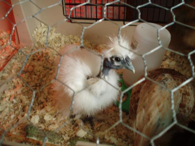 34108_chicks_9-10_weeks_003.jpg