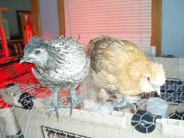 34108_chicks_9-10_weeks_005.jpg