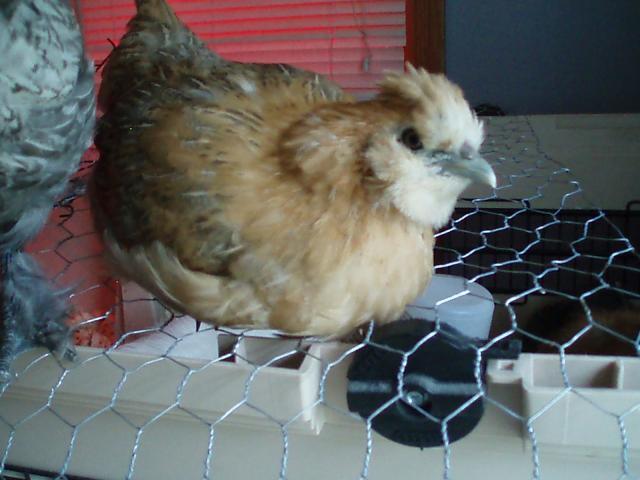34108_chicks_9-10_weeks_009.jpg