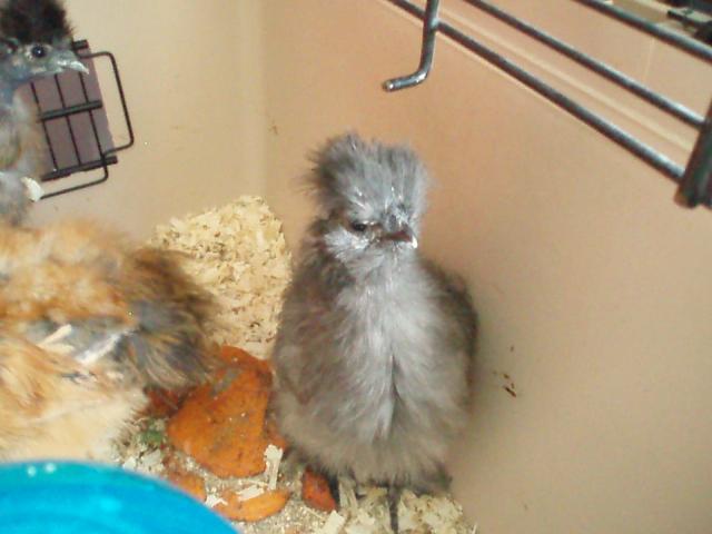34108_chicks_9-10_weeks_019.jpg