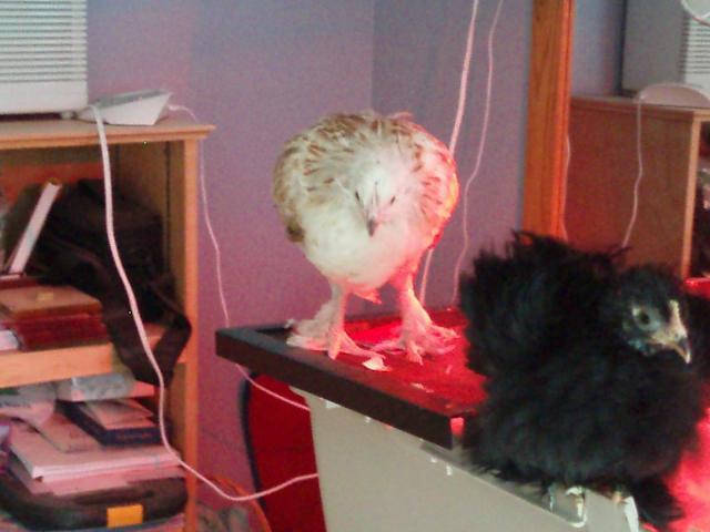 34108_chicks_9-10_weeks_020.jpg