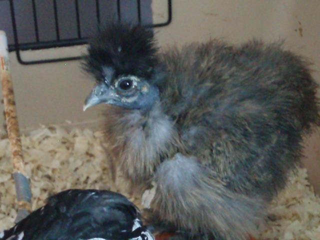 34108_chicks_9-10_weeks_029.jpg