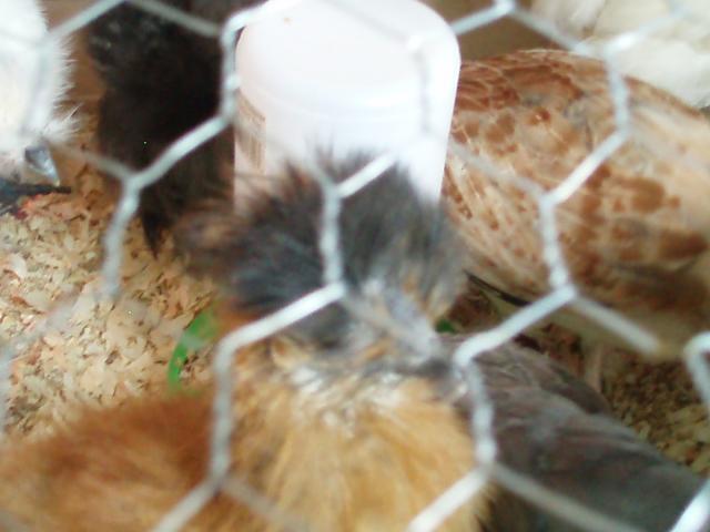 34108_chicks_9-10_weeks_032.jpg