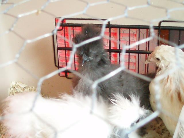 34108_chicks_9-10_weeks_035.jpg