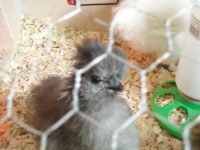 34108_chicks_9-10_weeks_037.jpg