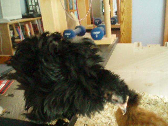34108_chicks_9-10_weeks_040.jpg