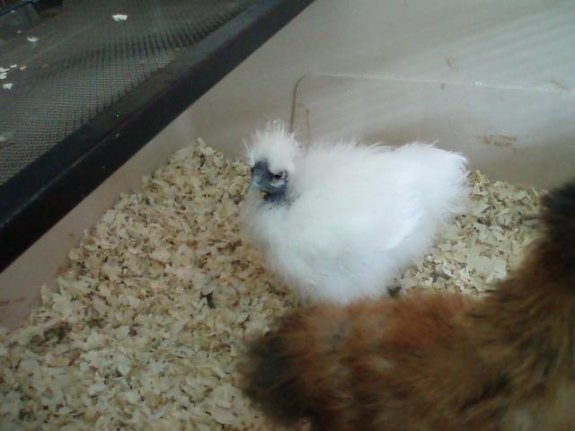 34108_chicks_9-10_weeks_045.jpg