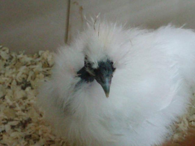 34108_chicks_9-10_weeks_046.jpg