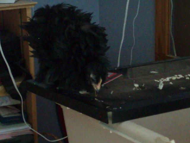 34108_chicks_9-10_weeks_053.jpg
