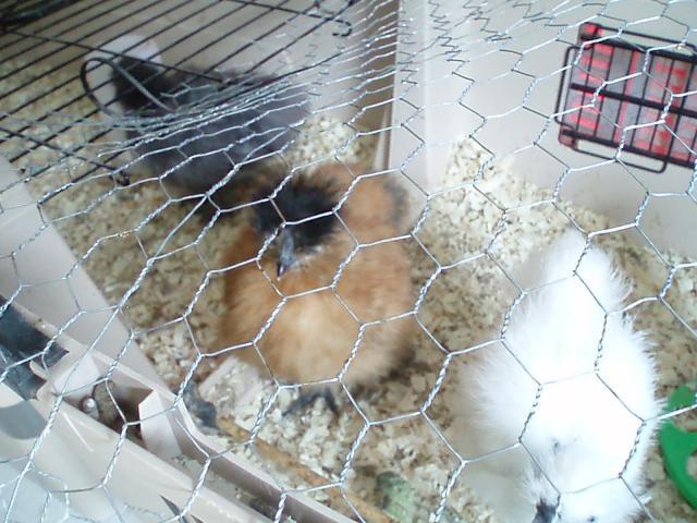 34108_chicks_9-10_weeks_056.jpg