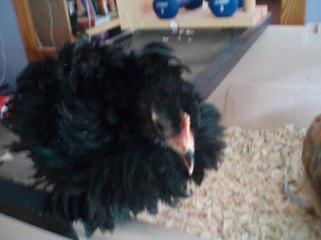 34108_chicks_9-10_weeks_065.jpg