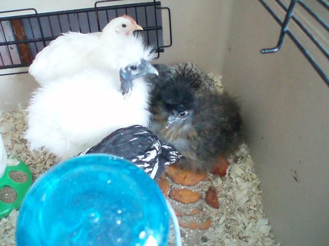 34108_chicks_9-10_weeks_069.jpg