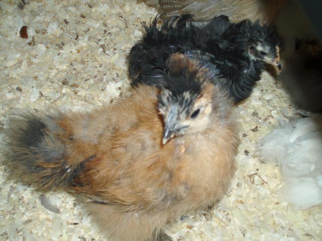 34108_mostly_chickens_039.jpg