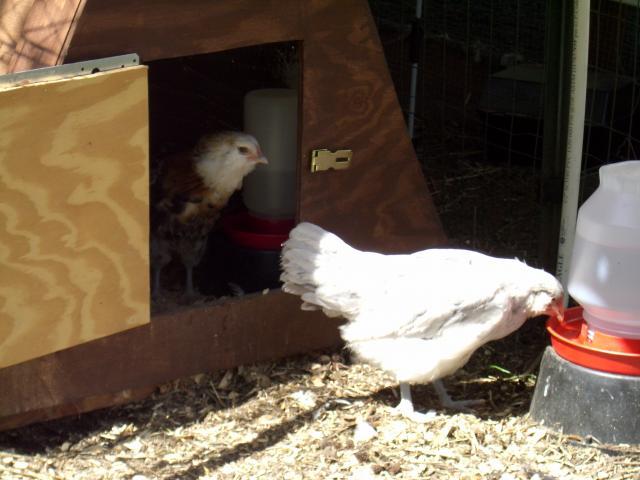 34138_cimg0543.jpg